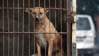 A stray dog captured by New Delhi Municipal Corporation (NDMC) sits in a cage in a van during a sterilisation and anti-rabies vaccination operation in New Delhi on December 21, 2017. File Photo/AFP