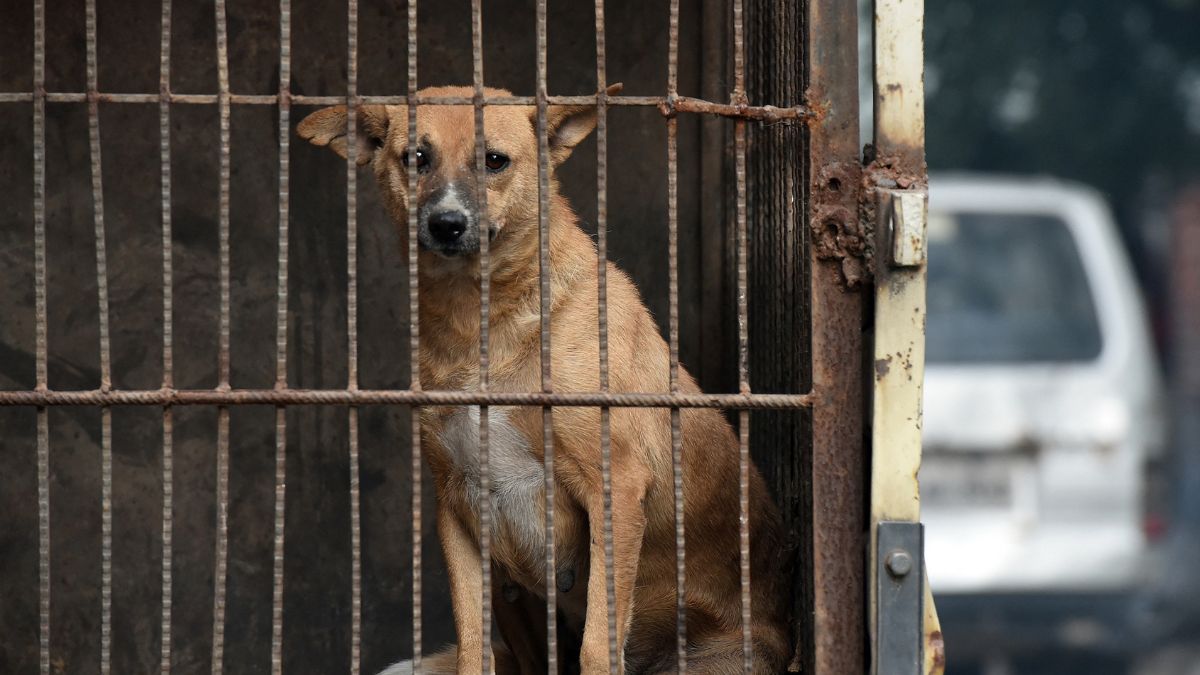 How much will it cost to house Delhi’s nearly 10 lakh stray dogs? How much will it cost to house Delhi’s nearly 10 lakh stray dogs?
