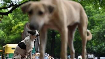 The Supreme Court has allowed the release of street dogs from shelters after vaccination. AFP