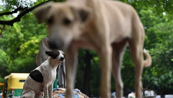 Stray dogs to be sterilised & released, no public feeding: Decoding Supreme Court’s latest order