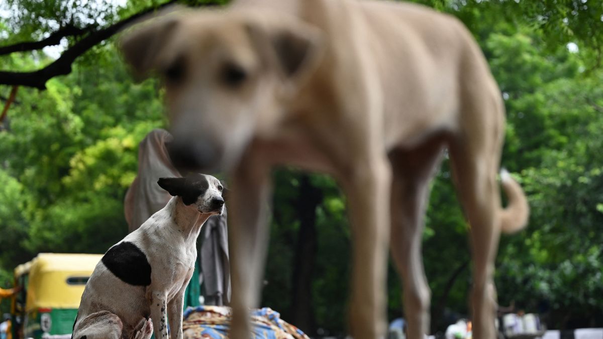 Stray dogs to be sterilised & released, no public feeding: Decoding Supreme Court’s latest order Stray dogs to be sterilised & released, no public feeding: Decoding Supreme Court’s latest order