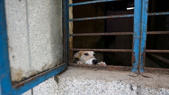 The Supreme Court has reserved its order on pleas challenging the August 11 ruling to relocate all stray dogs in Delhi and NCR. According to estimates, the national capital could have as many as 10 lakh strays. File photo/Reuters