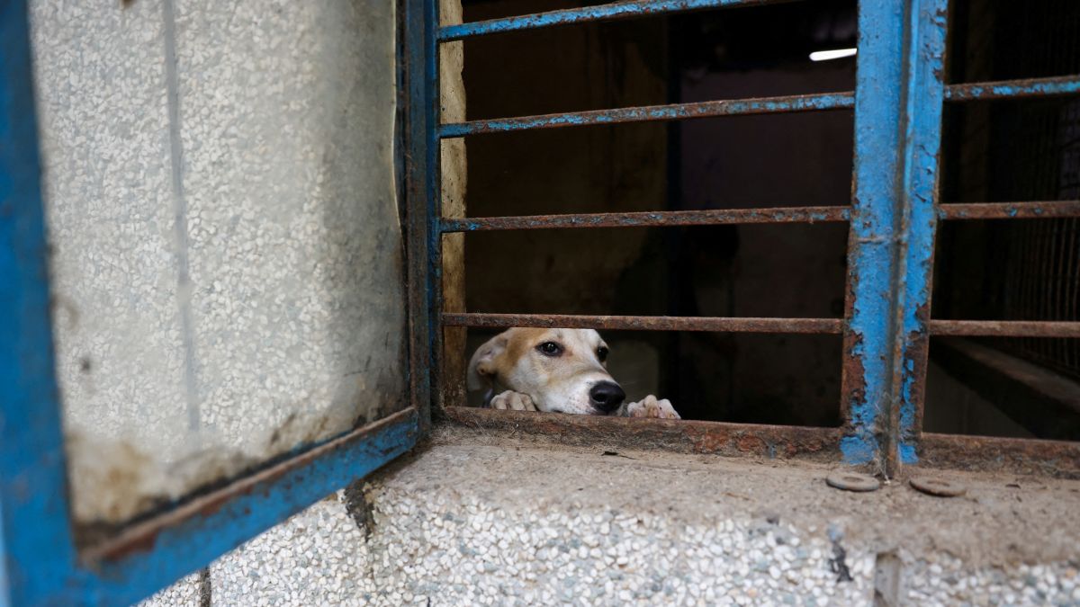 Supreme Court modifies Delhi stray dogs order: ‘Catch, sterlise and release in same locality’