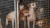 With nearly 10 lakh stray dogs, how will Delhi implement the Supreme Court order?