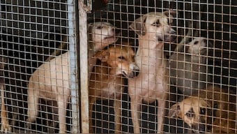 As per Dellhi Mayor Raja Iqbal Singh, the removal of stray dogs will be carried out in phases rather than all at once. The first step will focus on dogs that are infected with rabies or are prone to biting. File image. PTI