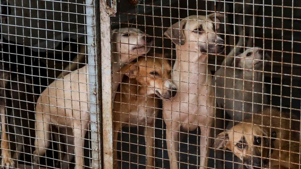 With nearly 10 lakh stray dogs, how will Delhi implement the Supreme Court order? With nearly 10 lakh stray dogs, how will Delhi implement the Supreme Court order?