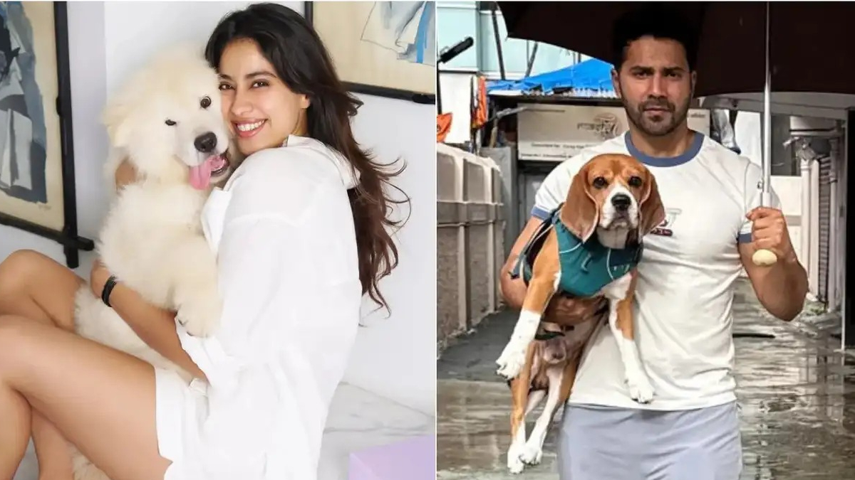 Janhvi Kapoor, Varun Dhawan and other Bollywood stars condemn Supreme Court's order on stray dogs Janhvi Kapoor, Varun Dhawan and other Bollywood stars condemn Supreme Court's order on stray dogs