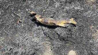 A photo provided by Ashcroft Fire Rescue shows a fish found in a brush fire last week in British Columbia.