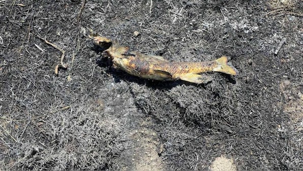 How an 'airborne' fish sparked brush fire in British Columbia