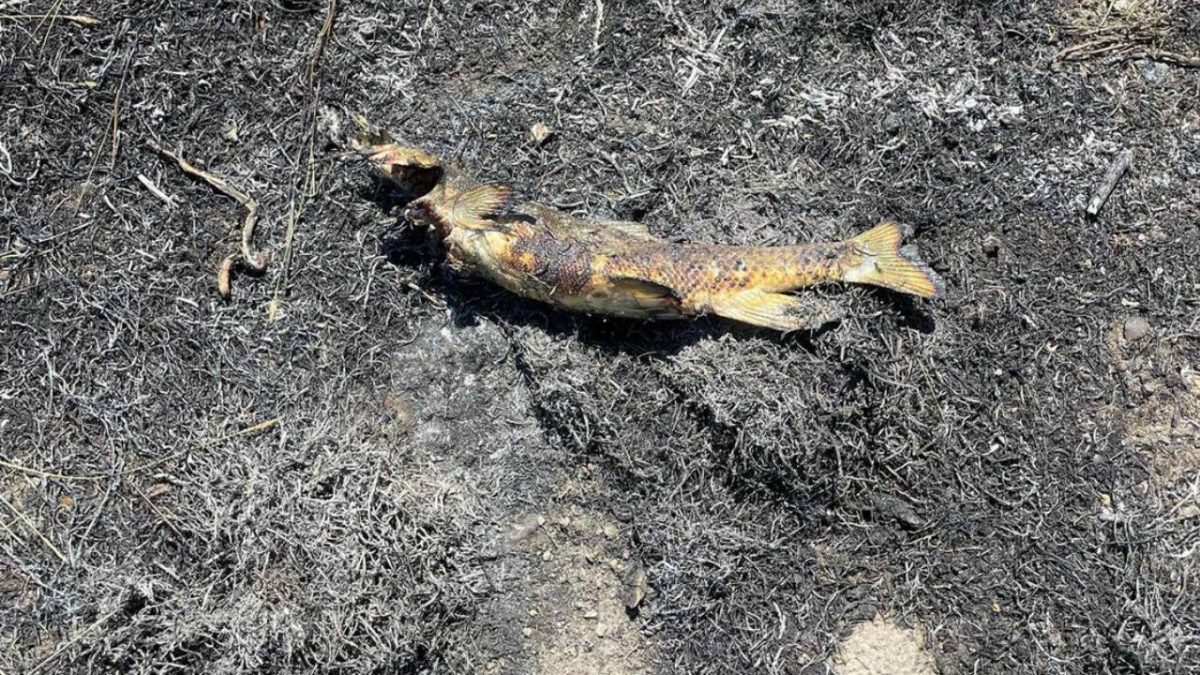 A photo provided by Ashcroft Fire Rescue shows a fish found in a brush fire last week in British Columbia. A photo provided by Ashcroft Fire Rescue shows a fish found in a brush fire last week in British Columbia.