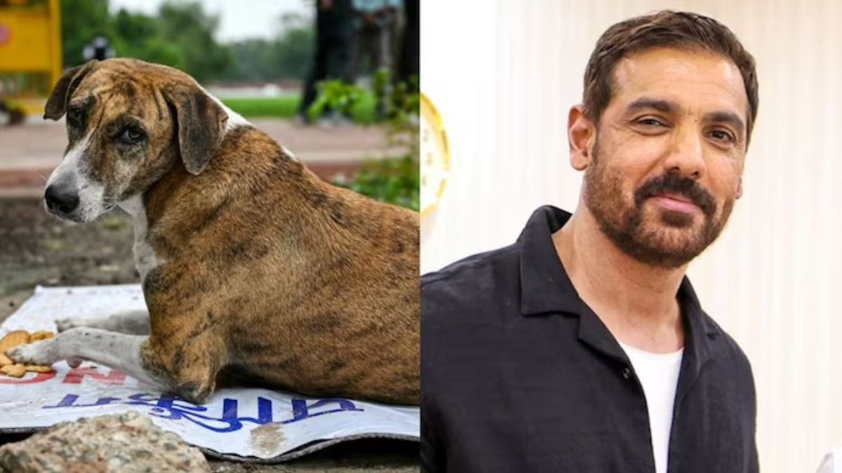'Tehran' John Abraham writes to Chief Justice of India, calls for review of Supreme Court directive on stray dogs 'Tehran' John Abraham writes to Chief Justice of India, calls for review of Supreme Court directive on stray dogs