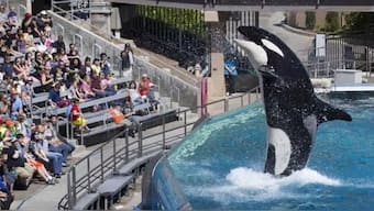 While the Jessica Radcliffe video is entirely fake, real-life orca incidents, especially those in captivity, have been recorded over the years. File image/Reuters