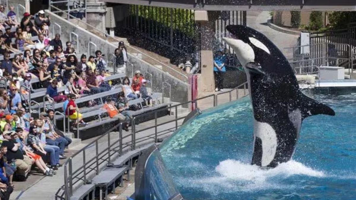 Did an orca attack marine trainer Jessica Radcliffe? Fact-checking the viral video – Firstpost