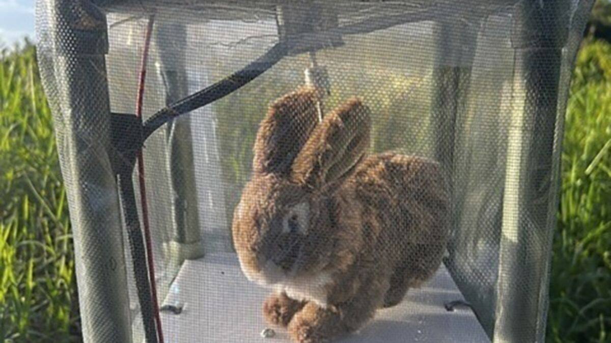 Why is Florida deploying robot bunnies to capture pythons?