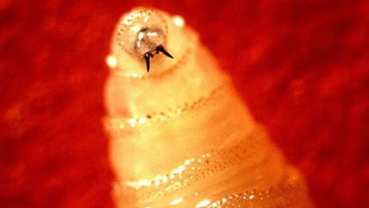 The CDC warns that New World screwworm (NWS) infestations are not only dangerous but also extremely painful. In many cases, maggots can be seen around or inside an open wound. Image courtesy: USDA The CDC warns that New World screwworm (NWS) infestations are not only dangerous but also extremely painful. In many cases, maggots can be seen around or inside an open wound. Image courtesy: USDA