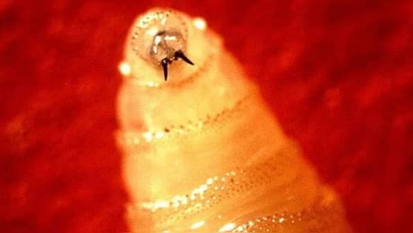 What is the flesh-eating screwworm parasite detected in a person in the US for the first time?