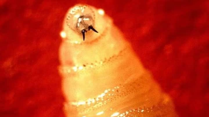What is the flesh-eating screwworm parasite detected in a person in the US for the first time? What is the flesh-eating screwworm parasite detected in a person in the US for the first time?
