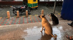 Can Delhi follow the Netherlands’ example to end its stray dog crisis?