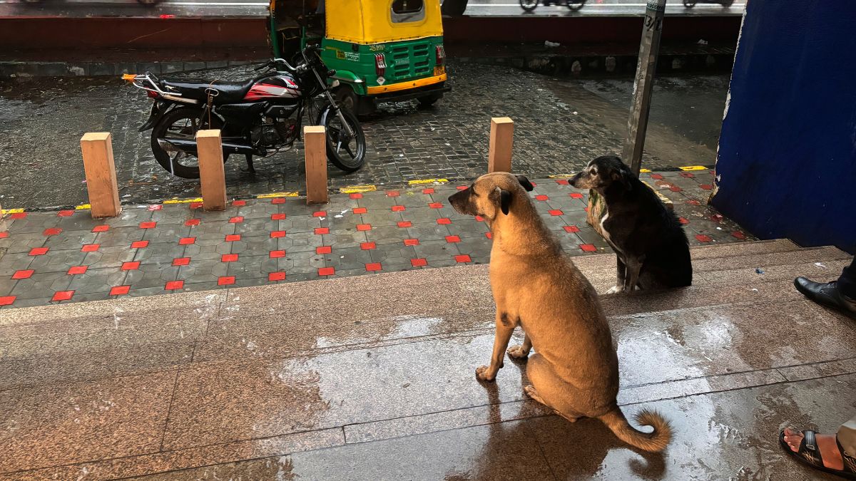 Can Delhi follow the Netherlands’ example to end its stray dog crisis? Can Delhi follow the Netherlands’ example to end its stray dog crisis?
