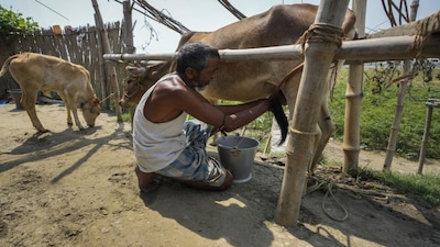 India has vowed it will never open up its dairy sector. AP