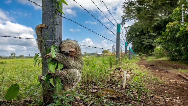 Why is this sloth hanging on to this fence for dear life?