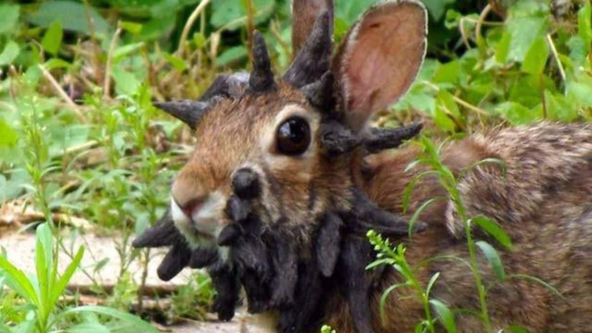 Colorado Rabbits with Tentacle-Like Growths: What's Happening