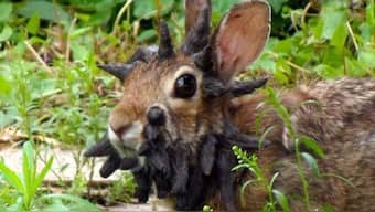 Fortunately, the rabbits in America’s Midwest haven’t turned into zombies. The strange-looking growths spotted on them are caused by Shope papillomavirus, also called cottontail rabbit papillomavirus (CRPV). Image courtesy: X