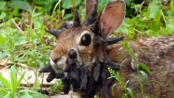 Are ‘zombie rabbits’ with black horns invading the US?