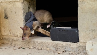 A rat trained in search and rescue operations exits simulated earthquake rubble in Morogoro, Tanzania. AP
