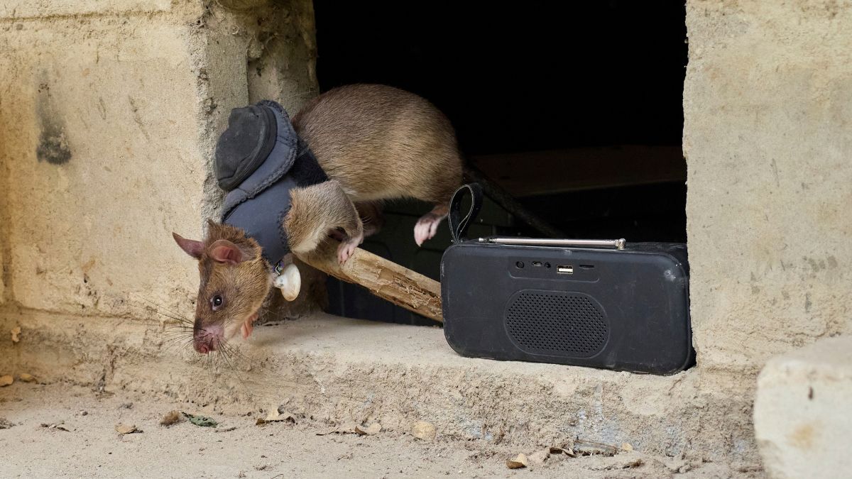 How Tanzania’s ‘hero rats’ are saving lives by sniffing out landmines, tuberculosis How Tanzania’s ‘hero rats’ are saving lives by sniffing out landmines, tuberculosis