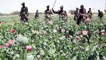  Ironically, Pakistan was declared ‘poppy-free’ in 2001 – a status its officials often tout. Reuters