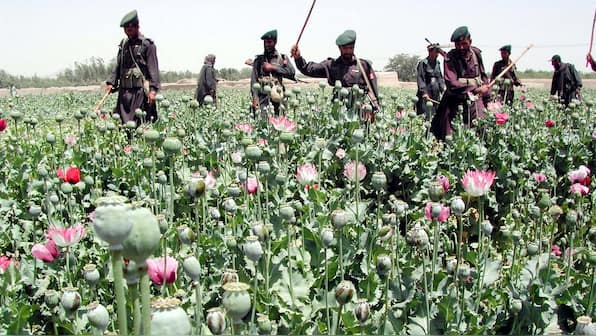 How Pakistan is taking over from Afghanistan as the world’s opium capital