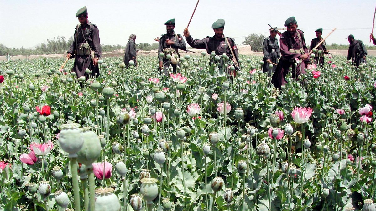 How Pakistan is taking over from Afghanistan as the world’s opium capital How Pakistan is taking over from Afghanistan as the world’s opium capital