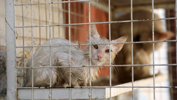 Why do cats eat grass if they only vomit it? Scientists may just have solved the mystery