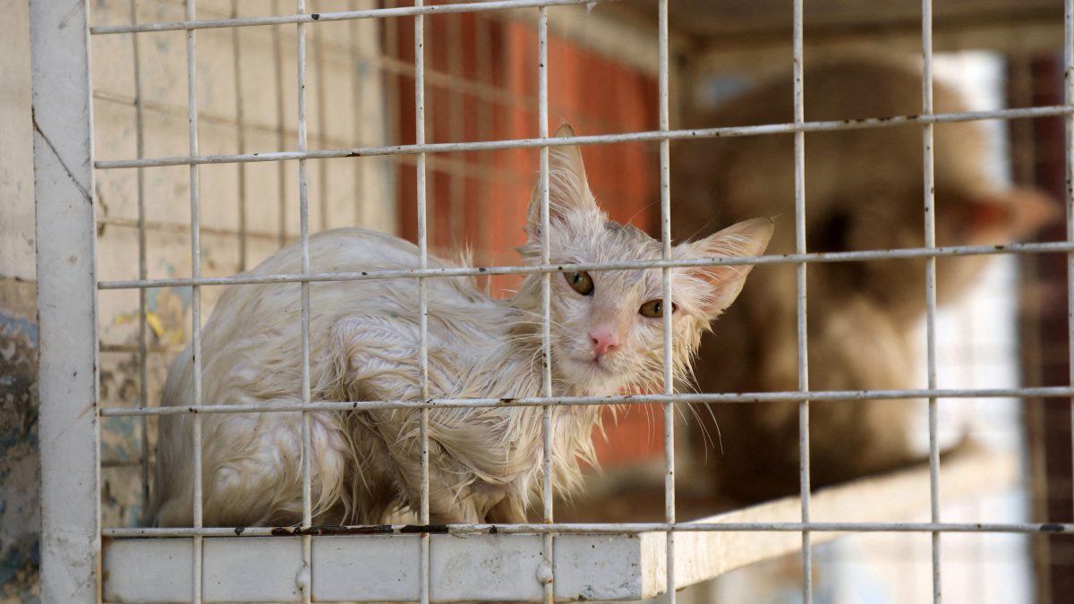 Why do cats eat grass if they only vomit it? Scientists may just have solved the mystery