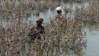 Farmers inspect damaged cotton crop, following monsoon rains and flooding, in Kabirwala, Pakistan on September 18, 2025. Reuters