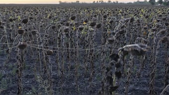 Sunflowers covered with optic fiber are seen near Sloviansk, Donetsk region, Ukraine on September11, 2025. AP