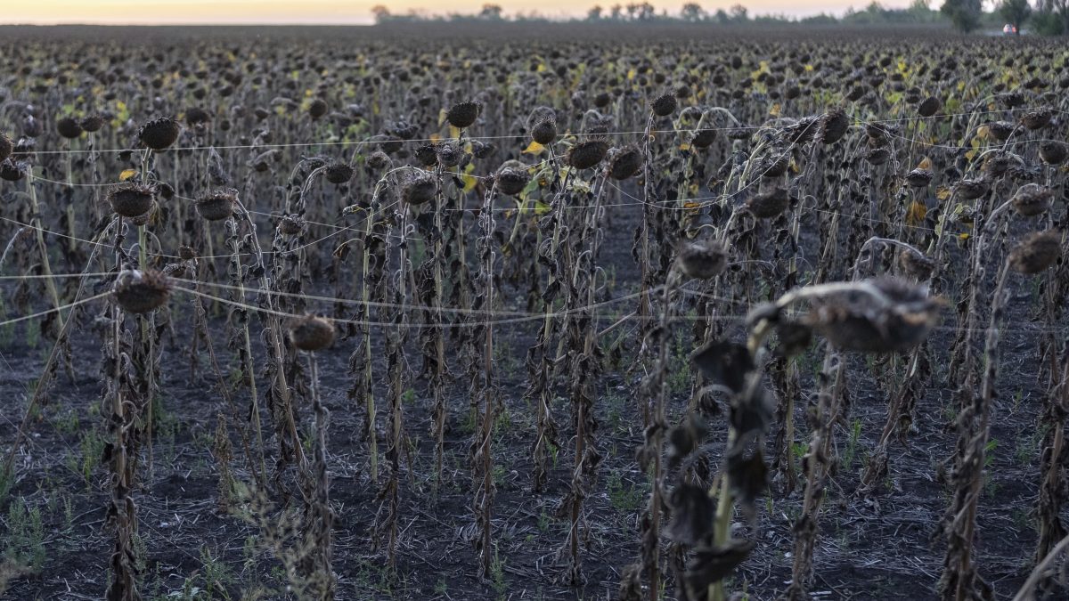 Sunflowers covered with optic fiber are seen near Sloviansk, Donetsk region, Ukraine on September11, 2025. AP Sunflowers covered with optic fiber are seen near Sloviansk, Donetsk region, Ukraine on September11, 2025. AP