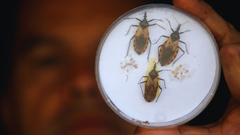 A public health official holds up three Triatoma dimidiatas, a type of bloodsucking insect that spreads Chagas disease, in San Pedro Sula, Honduras, March 18, 2008. File Image/Reuters