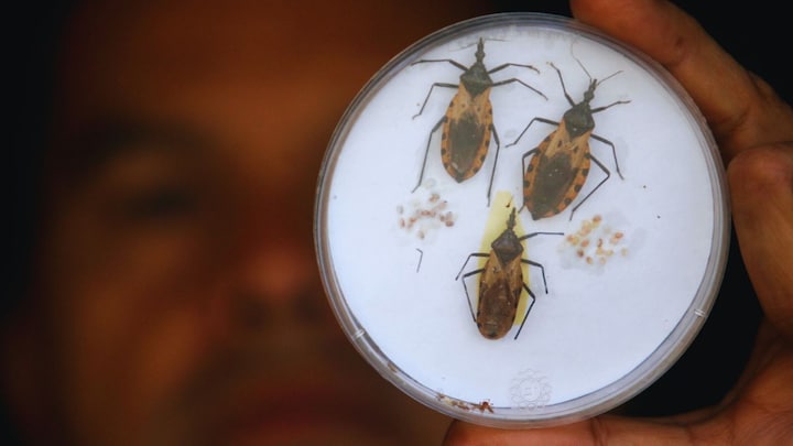 What's the deadly kissing bug disease spreading across the US? What's the deadly kissing bug disease spreading across the US?