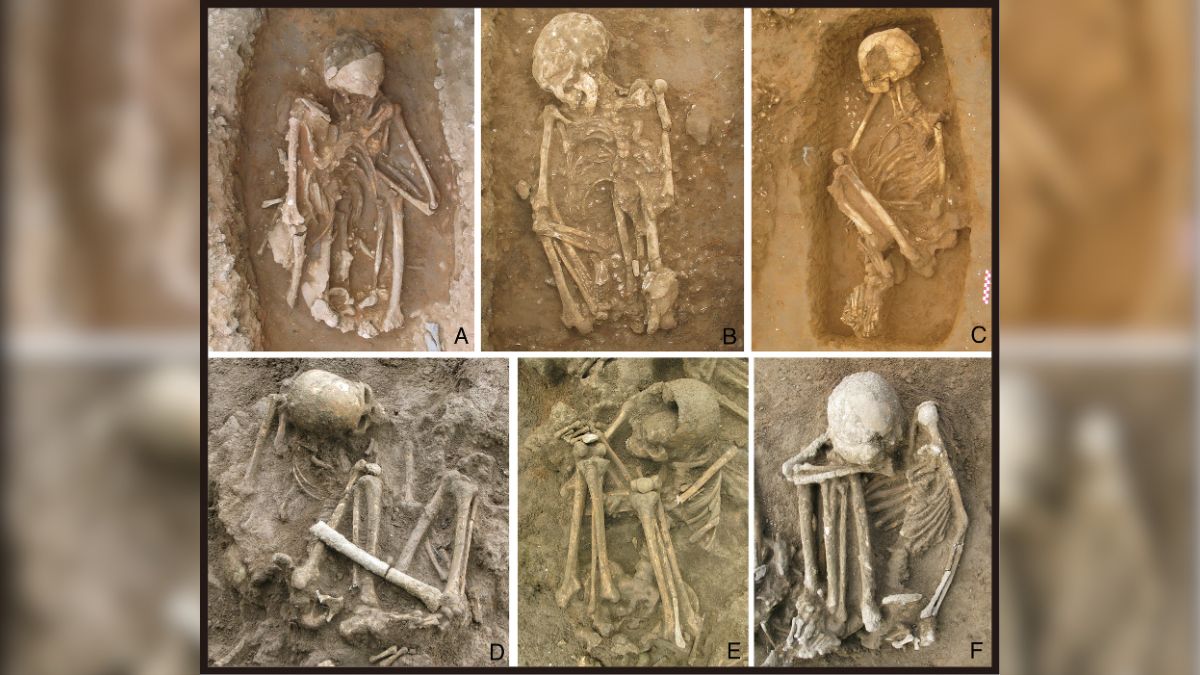 Examples of Early and Middle Holocene human burials from southern China. This figure shows six human burials from Huiyaotian (A: M14, B: M19, C: M20) in Nanning and Liyupo (D: M23, E: M24, F: M28) in Long’an, both shell-midden sites located in the Guangxi Zhuang Autonomous Region. All individuals are in flexed positions, with several exhibiting hyper-flexed postures (A and E: male, B–D and F: female). Image/PNAS Examples of Early and Middle Holocene human burials from southern China. This figure shows six human burials from Huiyaotian (A: M14, B: M19, C: M20) in Nanning and Liyupo (D: M23, E: M24, F: M28) in Long’an, both shell-midden sites located in the Guangxi Zhuang Autonomous Region. All individuals are in flexed positions, with several exhibiting hyper-flexed postures (A and E: male, B–D and F: female). Image/PNAS
