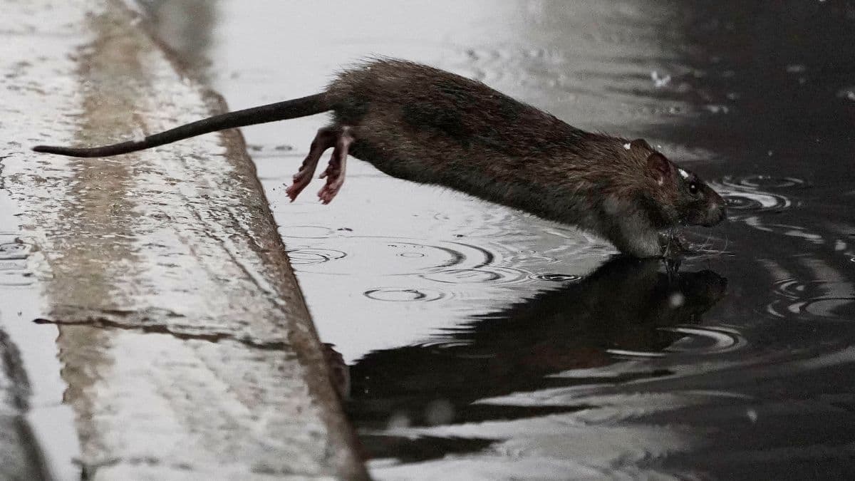 Do New York rats really have their own secret language?