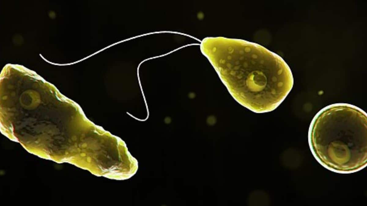 ‘Brain-eating amoeba’ kills 19 in Kerala: What is this rare infection?