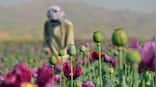Iran okays what Taliban banned in Afghanistan: Poppies for opium