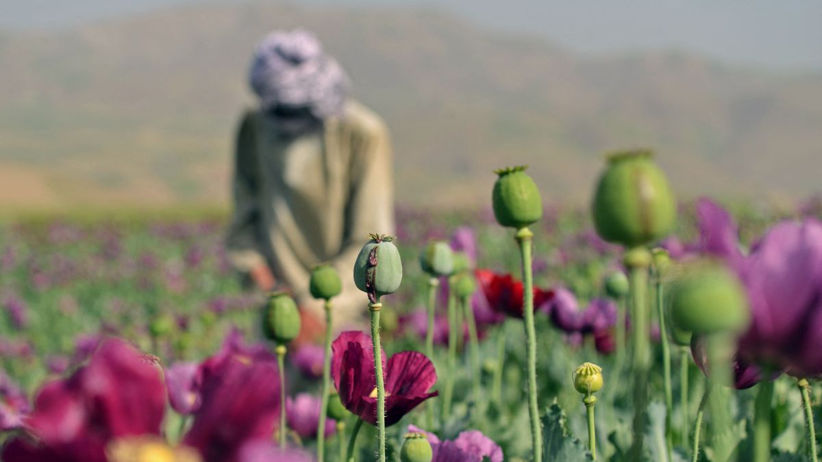 An Afghan farmer harvests opium from a poppy field on the outskirts of Faizabad district in Badakhshan province on May 12, 2025. AFP An Afghan farmer harvests opium from a poppy field on the outskirts of Faizabad district in Badakhshan province on May 12, 2025. AFP