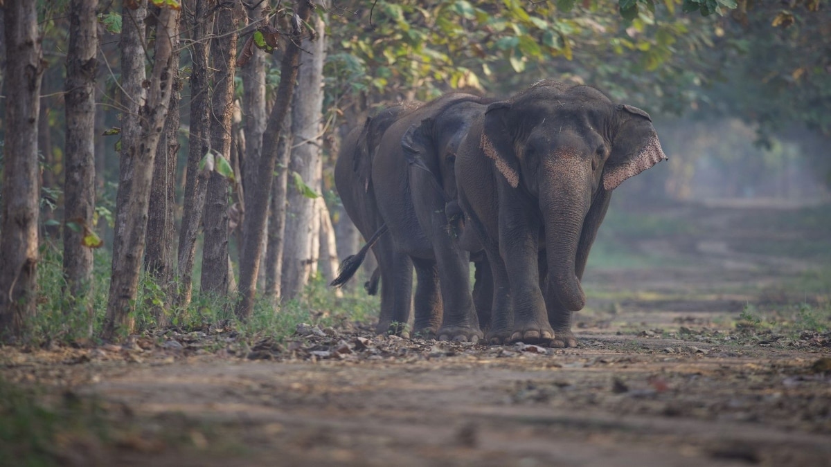 <div>'Doubts and allegations cleared': Vantara hails Supreme Court ruling on elephant acquisition</div>