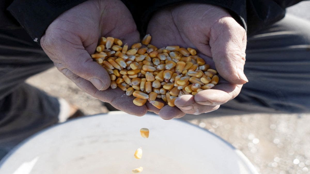‘Won’t buy our corn’: Why US is desperate to sell corn and India is not keen