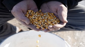 ‘Won’t buy our corn’: Why US is desperate to sell corn and India is not keen