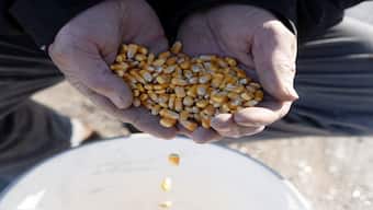 India is a huge exporter of corn and US Commerce Secretary Howard Lutnick has called out India for its refusal to import any US corn. File image/Reuters