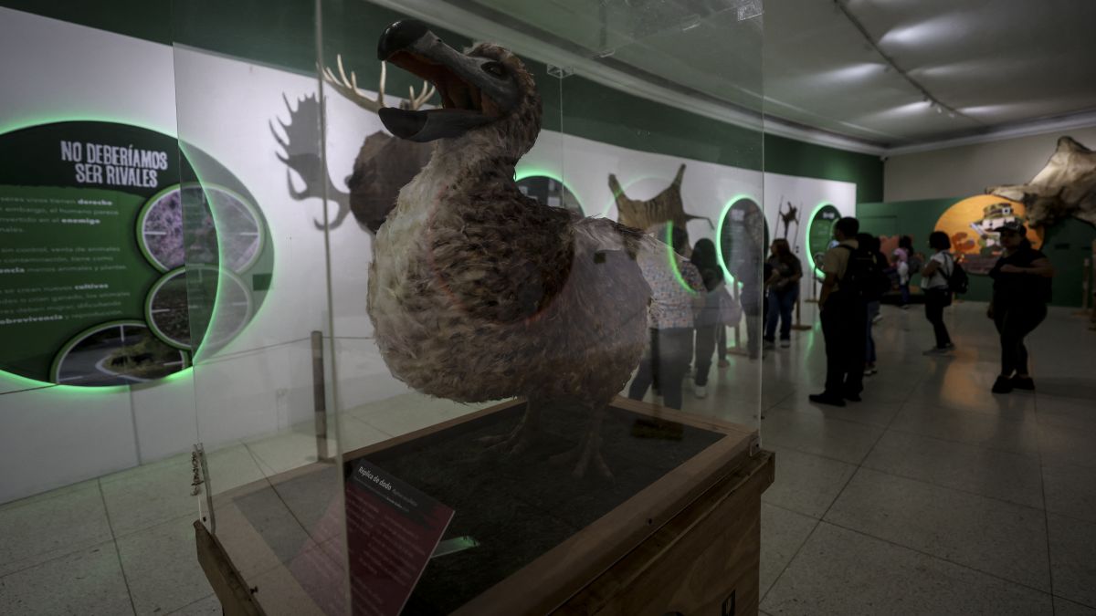 How the dodo bird may walk the Earth 400 years after extinction How the dodo bird may walk the Earth 400 years after extinction